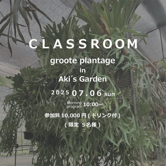 Aki's Gardenが第3回胞子培養教室Class Roomを開催、ビカクシダの胞子培養技術とハイブリッド品種体験を7月に提供