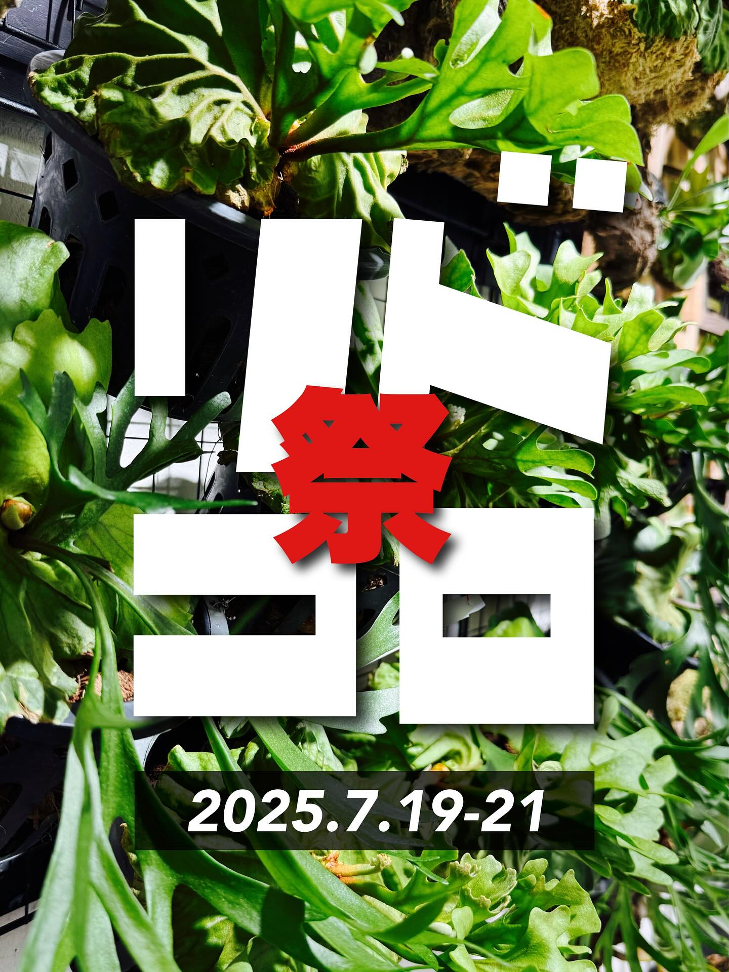 BIKAKUSHOPがリドコロ祭を7月19日から21日開催、希少ビカクシダを板