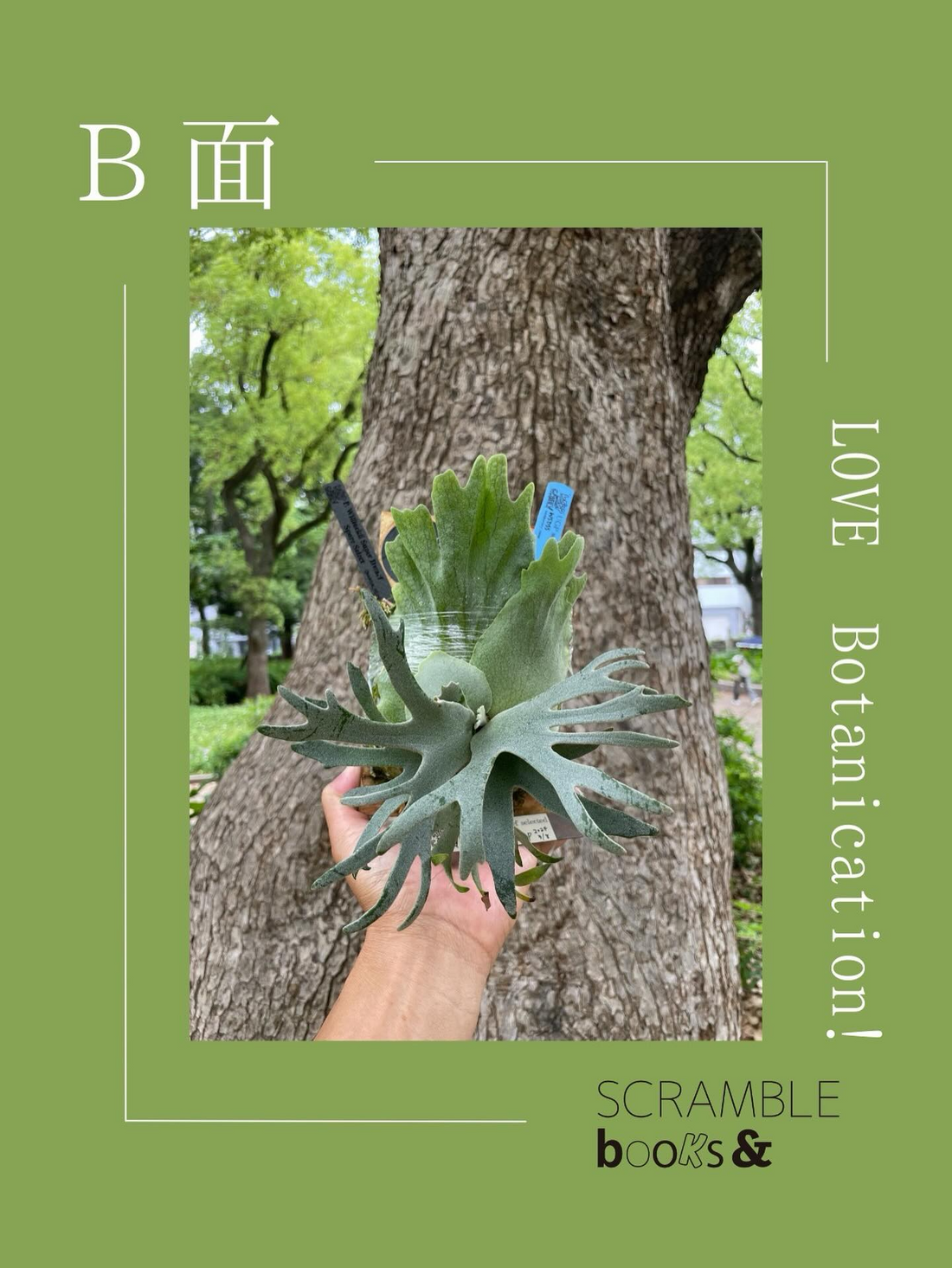 SCRAMBLE books&がLOVE Botanicationを6月19日から25日開催、名越正寿氏による選りすぐりビカクシダ販売
