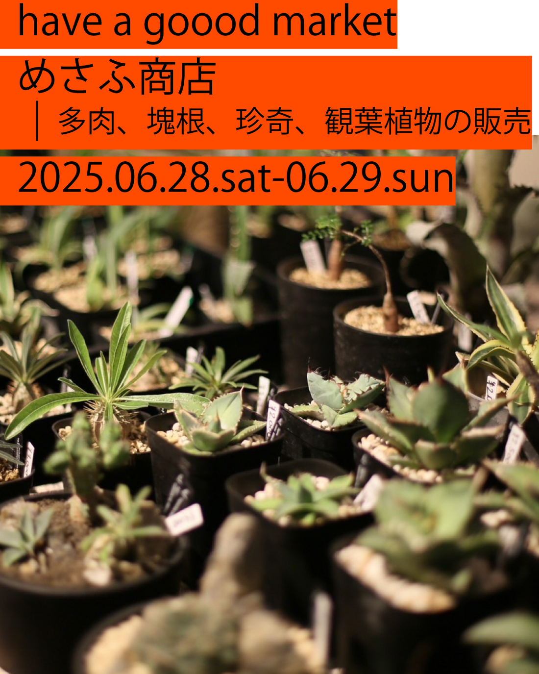 めさふ商店がsancha have a goood market2025年6月28日〜29日出店、三軒茶屋ふれあい広場で塊根植物など珍奇植物を販売