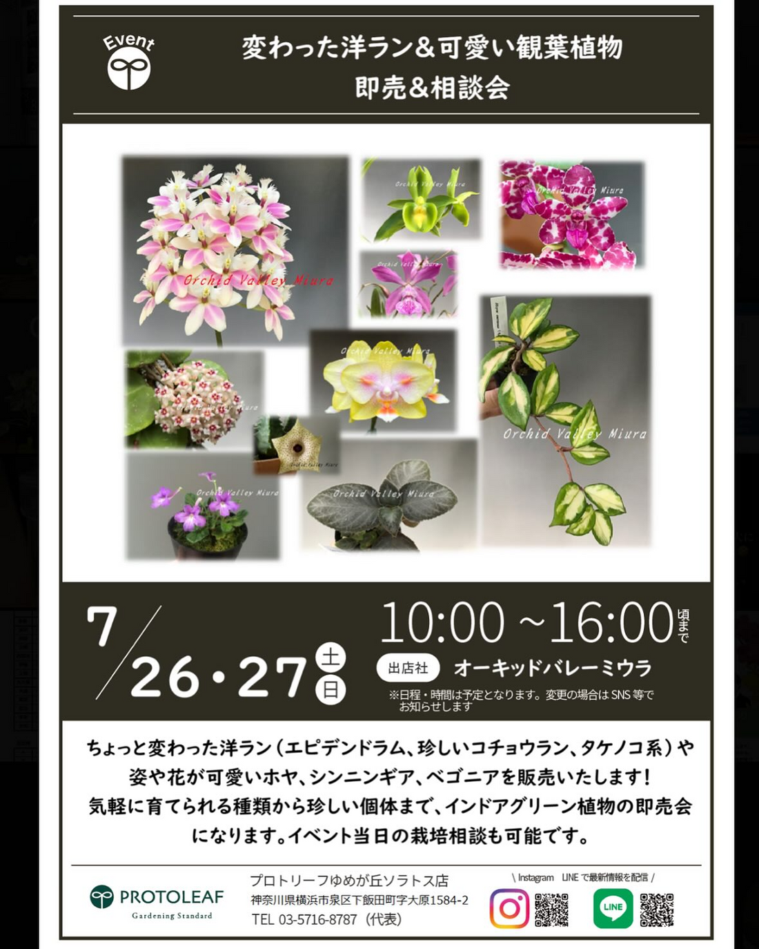 プロトリーフゆめが丘ソラトス店が洋ラン即売・相談会開催、清水柾孝氏による夏の管理講習会も7月26日27日実施