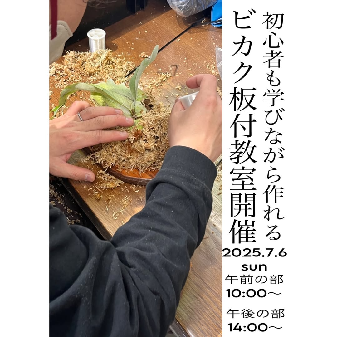 ゆくはし植物園がビカクシダ板付workshop開催、初心者向けコウモリラン板付教室を7月6日午前午後2部制で実施