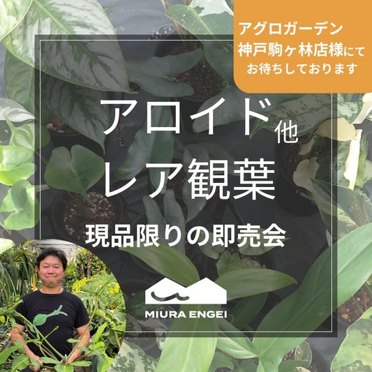 三浦園芸がアグロガーデン神戸駒ヶ林店でアロイド即売会を開催、基彰社長おすすめの現品限り逸品を7月5日と6日に販売