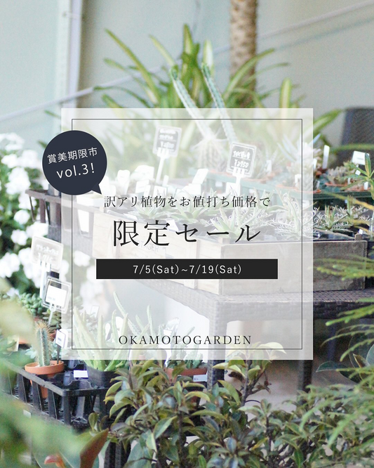 岡本ガーデンが賞美期限市vol.3限定セールを開催、訳アリ植物をお値打ち価格で7月5日から19日まで販売