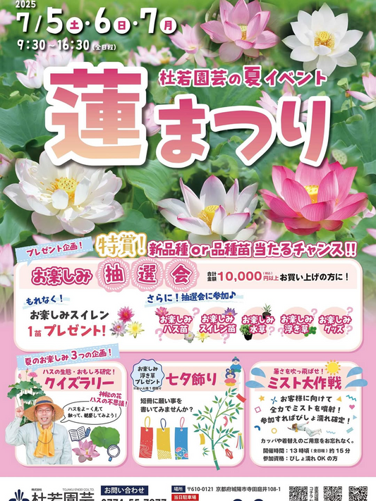 杜若園芸が蓮まつりを開催、花芽付きハスの大量入荷と3つの夏企画で7月5日から7日まで水生植物の魅力を発信