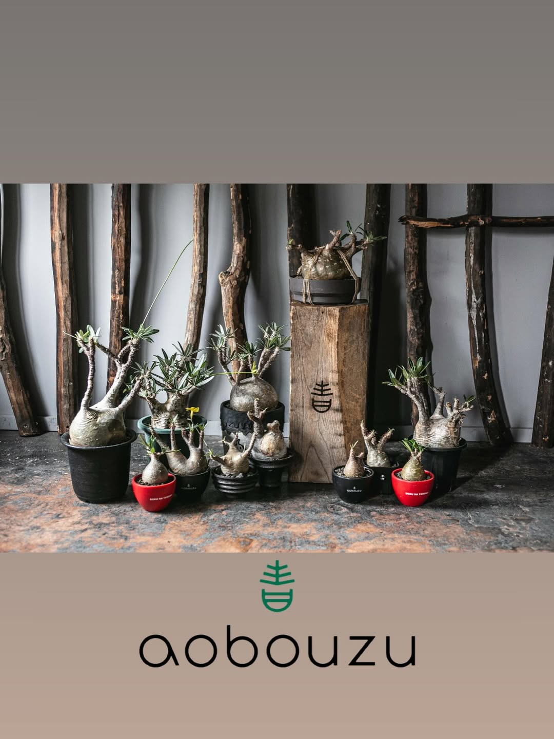 青坊主が京都市のRECORD BAR YAMADAで夏のポップアップを開催、植物と音楽文化が融合する4日間のイベント