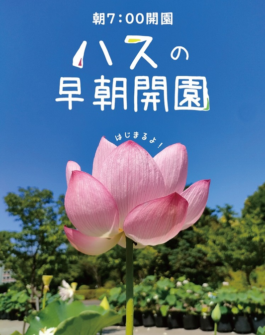 日比谷花壇大船フラワーセンターがハスの早朝開園2025を開始、6月28日から7月27日まで朝7時開園で250品種鑑賞