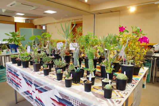 ふなばしアンデルセン公園が多肉植物のふしぎ展・即売会を開催、サボテンやコーデックスなど多種展示販売