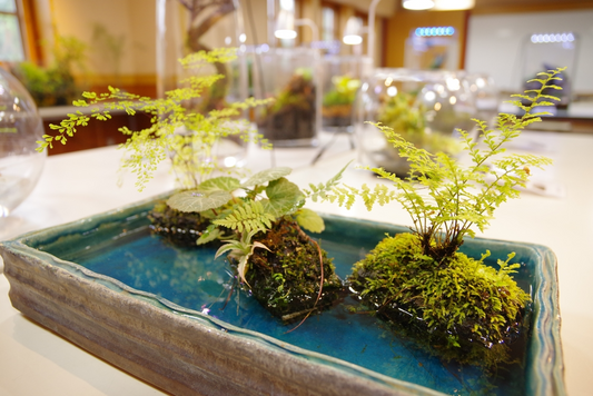 ふなばしアンデルセン公園がインドアガーデン展示・即売会を開催、テラリウムとアクアリウムの世界を体験