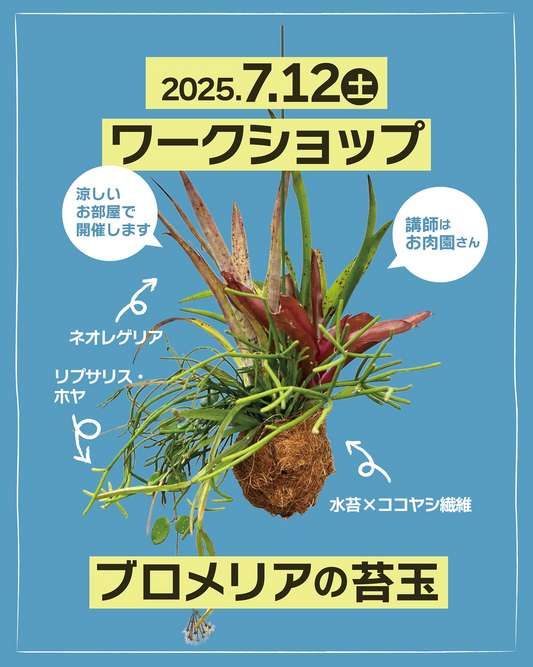 お肉園さんがタンクブロメリア苔玉ワークショップを7月12日開催、松前総合文化センターで3回実施