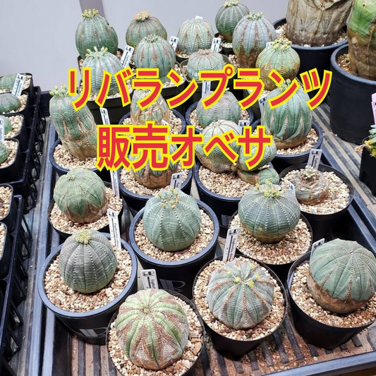 ユーフォルビア祭り in ゆうゆうグリーンが7月12日・13日開催、日本初のオベサ専門店リバランプランツが限定出店