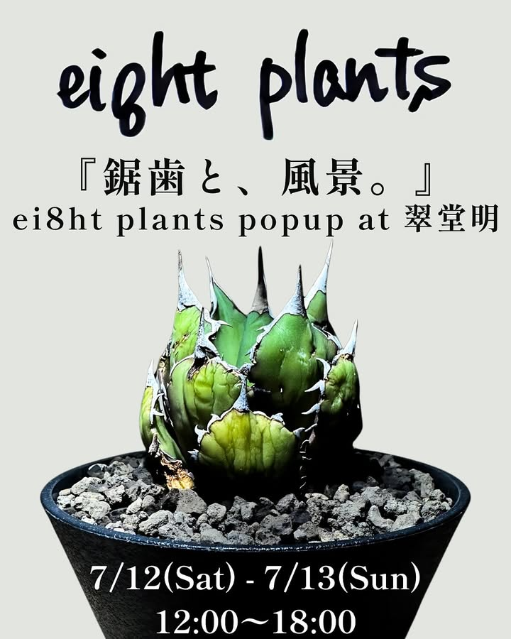 ei8ht plantsが翠堂明でPOPUPイベント『錦歯と、風景。』開催、アガベ選抜株とハビタットスタイル作品を展示販売