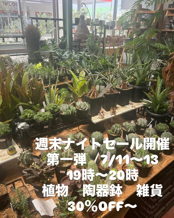 サングリーン青嶋が週末ナイトセール第一弾開催、7月11日から13日まで植物・陶器鉢・雑貨を30%OFF以上で提供