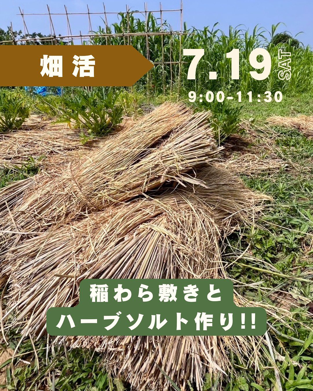 横浜市青葉区で7月畑活イベント開催、稲わら敷きとハーブソルト作りワークショップで農業体験