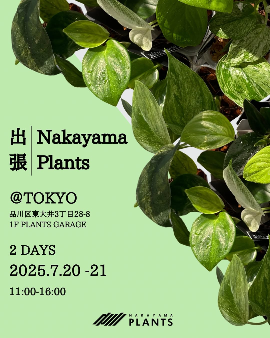 Nakayama Plantsが東京で出張販売イベントを開催、品川区のPLANTS GARAGEで選りすぐりのダプサスを2日間販売