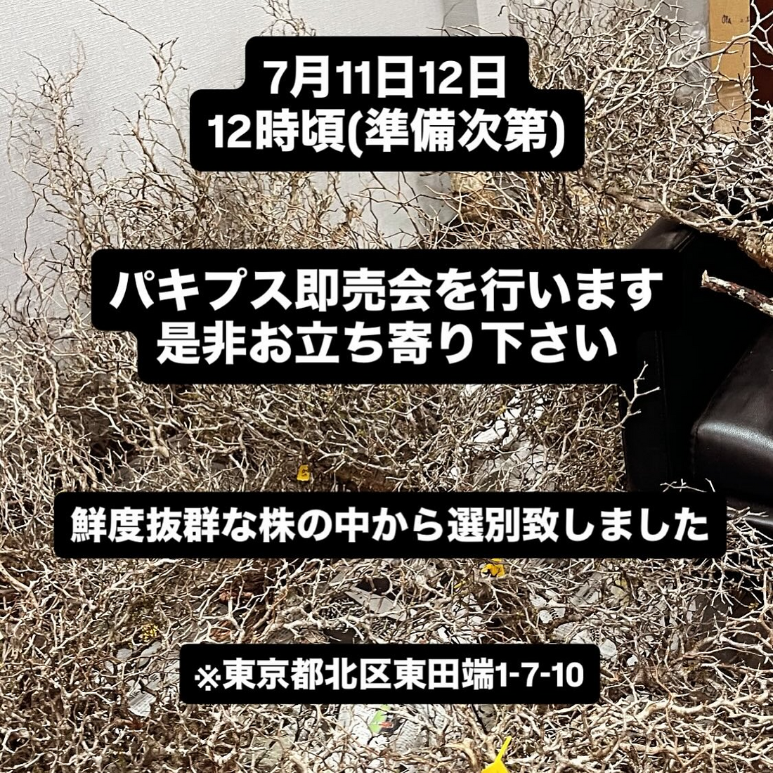 オペルクリカリアパキプス販売会が東京都北区で開催、鮮度抜群な塊根植物を実際に見て触って選択可能