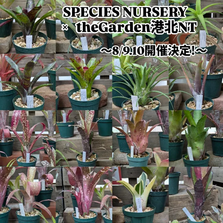 SPECIES NURSERY藤川氏がザ・ガーデン港北ニュータウン店でプレミアムプランツ即売会を開催、厳選タンクブロメリア等を2日間限定販売