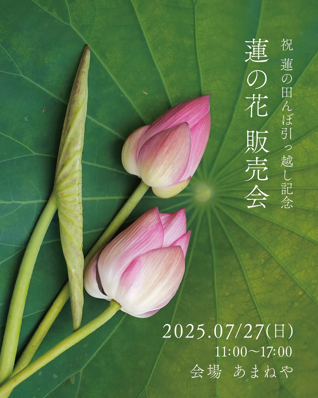 あまねやが蓮の田んぼ引越し記念蓮の花販売会を開催、福岡県遠賀郡遠賀町で蓮の実入りチェーも販売