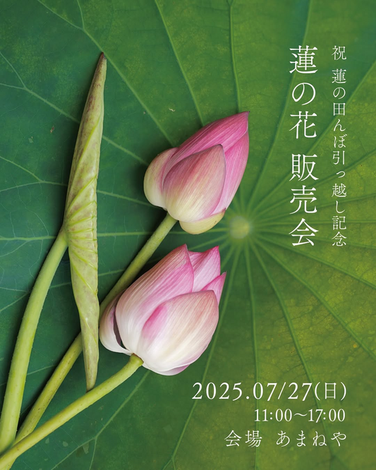 あまねやが蓮の田んぼ引越し記念蓮の花販売会を開催、福岡県遠賀郡遠賀町で蓮の実入りチェーも販売