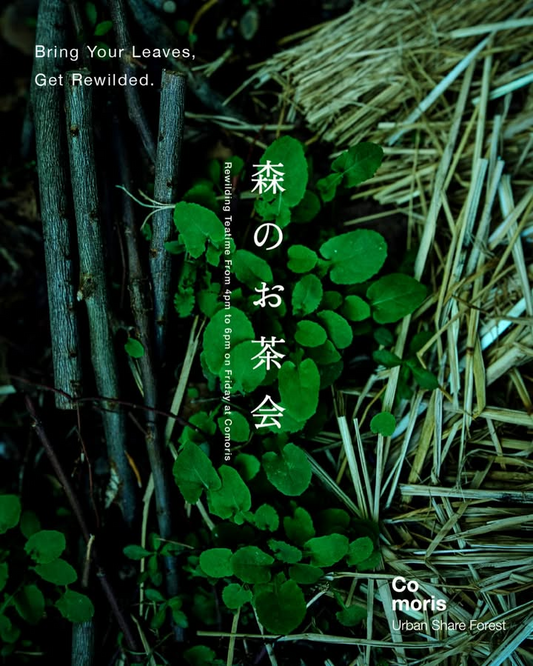 森のお茶会が毎週金曜日に開催中、野草を活用した持ち寄り型イベントで自然との繋がりを体験