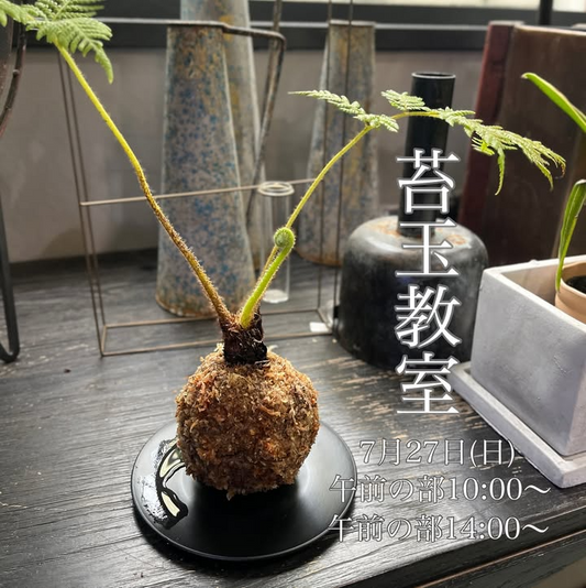 ゆくはし植物園が苔玉教室を7月27日開催、インテリアグリーンの作り方を30分でレクチャー