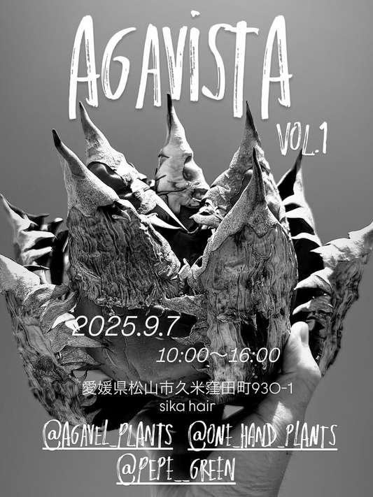 愛媛のアガベ好き3人がAGAVISTA 2025開催を発表、sikaでアガベ販売とアガベコンテストによる特別なアガベイベントを実施