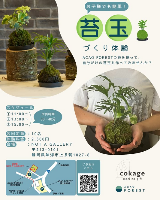mori-no-gift cokageが苔玉ワークショップを7月26日開催発表、ACAO FOREST併設NOT A GALLERYで天然の苔を使用したインテリアグリーン制作体験を実施