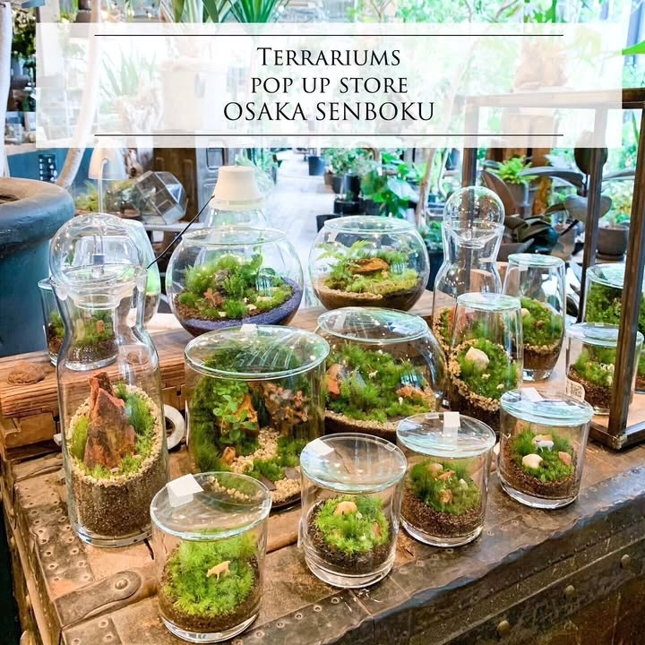 髙島屋泉北店が苔テラリウムイベントを8月6日開催発表、大阪府堺市南区でプロクリエイター3名による毎日ワークショップと500円カプセルテラリウム販売を実施