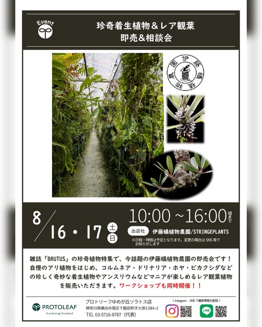 プロトリーフゆめが丘ソラトス店が伊藤蟻植物農園招聘による即売会・アリ植物着生ワークショップを8月16日開催発表、横浜市泉区で雑誌BRUTUS話題の珍奇植物専門イベントを実施