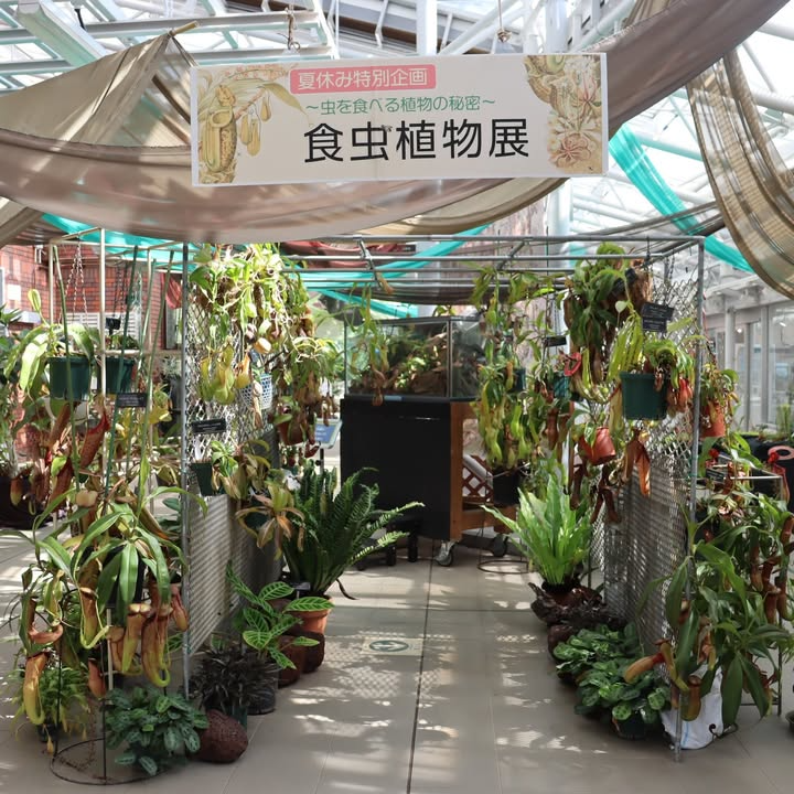 神代植物公園が食虫植物展を7月29日開催発表、大温室休憩室でウツボカズラ・ハエトリグサなど世界の食虫植物展示を8月11日まで実施