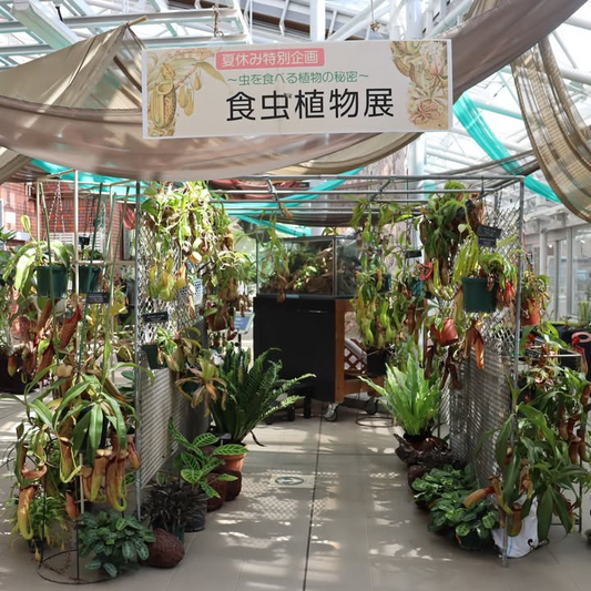 神代植物公園が食虫植物展を7月29日開催発表、大温室休憩室でウツボカズラ・ハエトリグサなど世界の食虫植物展示を8月11日まで実施