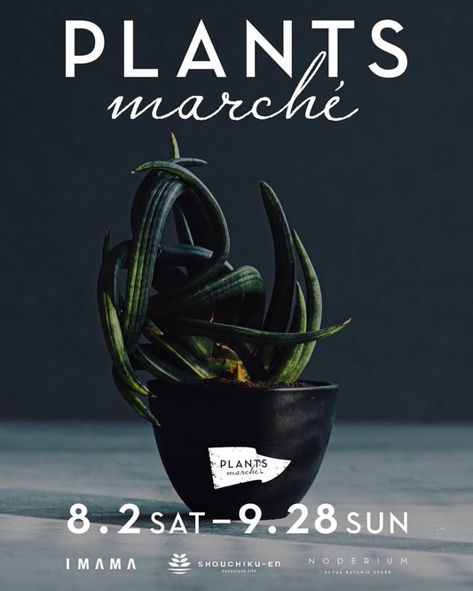 NODERIUM KYOTOがPLANTS MARCHEを京都で開催、松竹園バイヤーの世界各地セレクト植物とコウモリラン板付けワークショップ実施