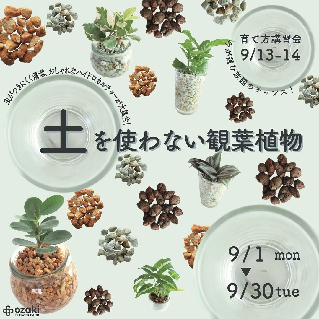 オザキフラワーパークが土を使わない観葉植物講習会開催発表、練馬でハイドロカルチャーの魅力と育て方を無料講習で各回先着15名限定指導