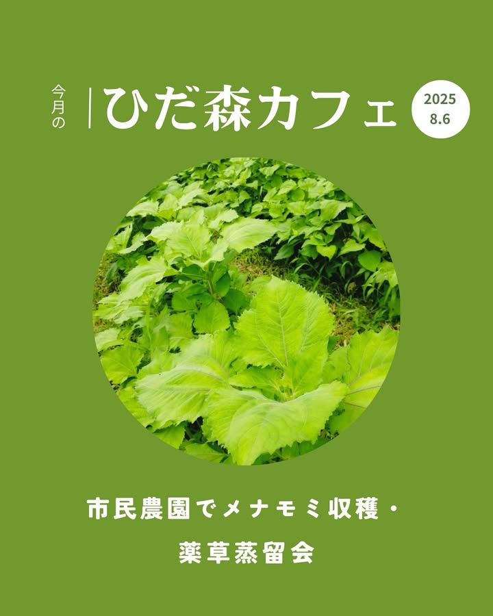 ひだ森カフェが市民農園でメナモミ収穫・薬草蒸留会を8月6日開催、岐阜で薬草体験と活用法シェアを参加費500円で実施