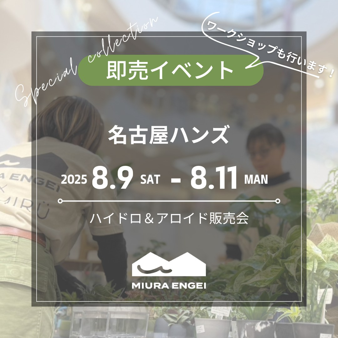 三浦園芸がハイドロ・アロイド販売会を8月9日名古屋ハンズ開催、ハイドロカルチャー植物とレア観葉植物を3日間限定販売