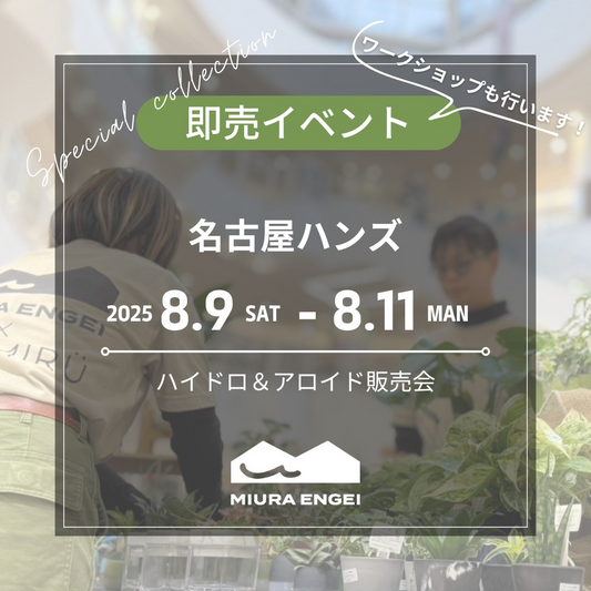 三浦園芸がハイドロ・アロイド販売会を8月9日名古屋ハンズ開催、ハイドロカルチャー植物とレア観葉植物を3日間限定販売