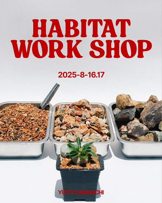 Habitat WORK SHOPが下北沢で開催、パキポディウムの自生環境を再現するワークショップで植物本来の美しさを学ぶ
