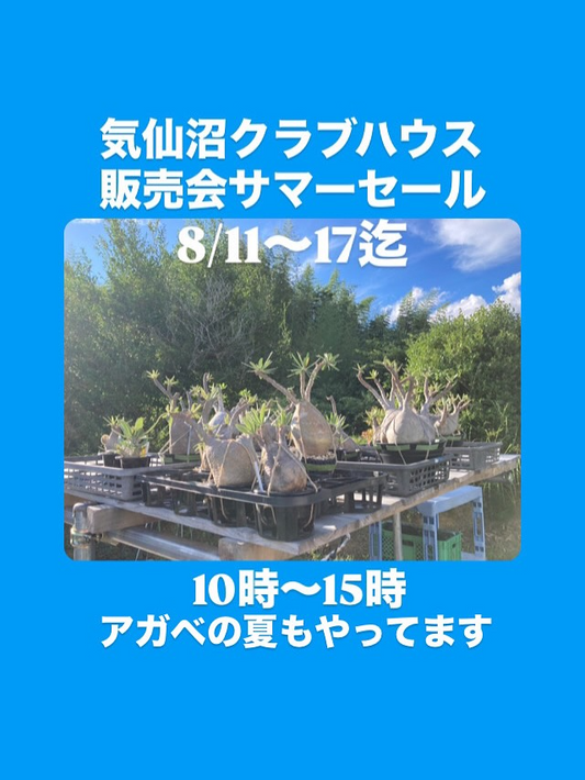 気仙沼クラブハウス販売会が本吉町で開催、Summer SALEで大型アガベなど植物販売を7日間連続実施