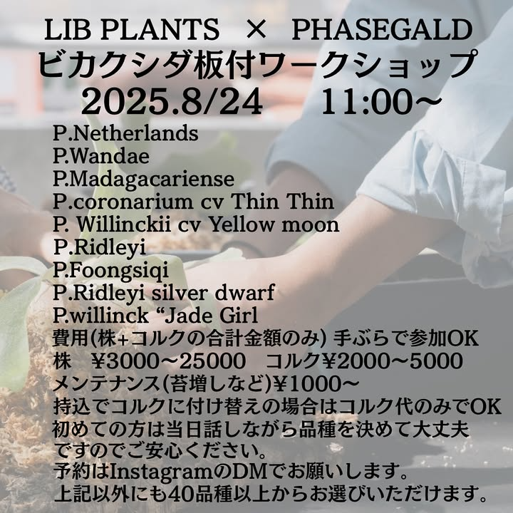 LIBPLANTSがPHASEGALDとビカクシダ板付ワークショップ2025を8月24日開催、40品種以上からコルク付け体験可能でマンツーマン指導実施