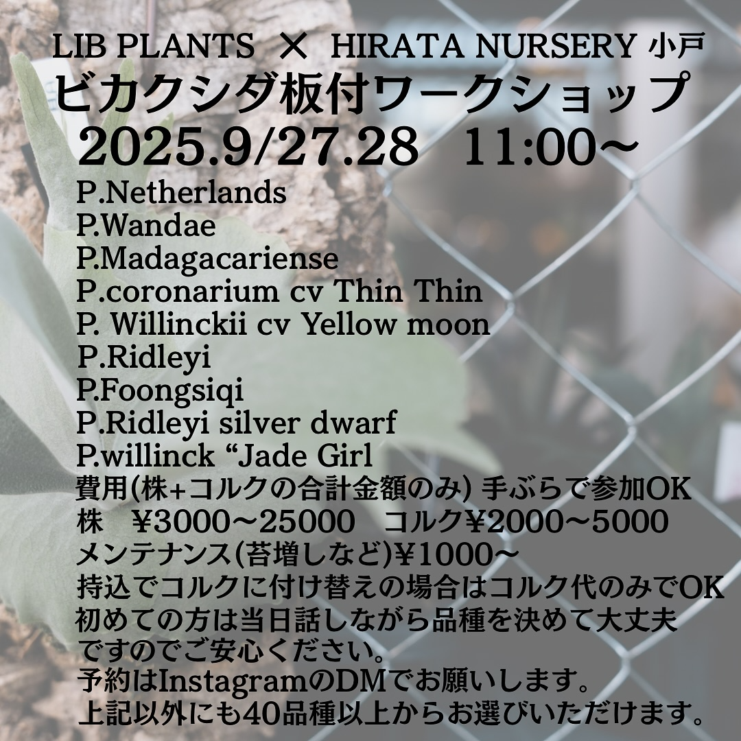 LIBPLANTSがHIRATA NURSERY ODOとビカクシダ板付ワークショップ2025を9月27日・28日開催、40品種以上からコルク付け体験可能でマンツーマン指導実施