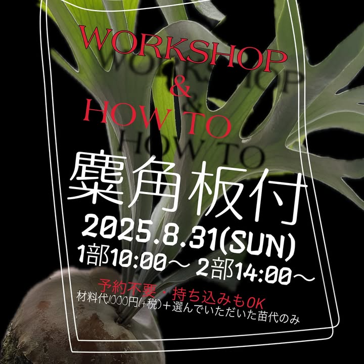 ゆくはし植物園が麋角板付 WORKSHOP & HOW TO 2025を8月31日開催、ビカクシダの板付workshop開催とコウモリランメンテナンスサービス実施