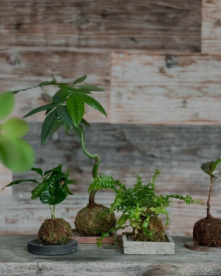 farm enn.が苔玉work shop出張ver.を実施、カフェ・美容室への出張ワークショップとドライフラワー・フレッシュユーカリでの苔玉制作サービス提供