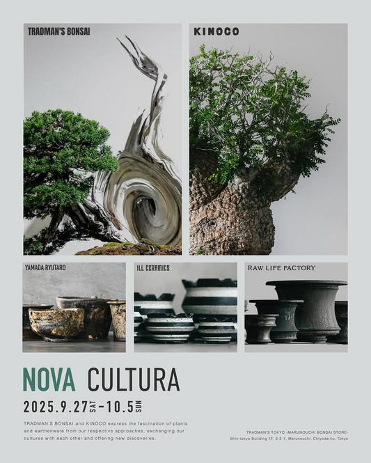 TRADMAN'S BONSAIとKINOCOがNOVA CULTURA 2025を開催、3名の陶芸作家による植木鉢と盆栽・塊根植物のコラボ展示