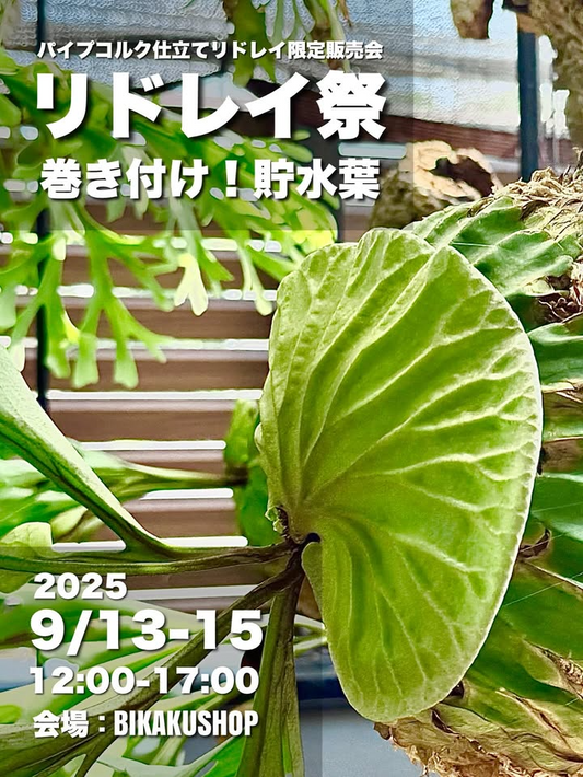 BIKAKUSHOP Botanical Cafe & Barがリドレイ祭2025を開催、パイプコルク仕立て限定15株を西荻窪で販売