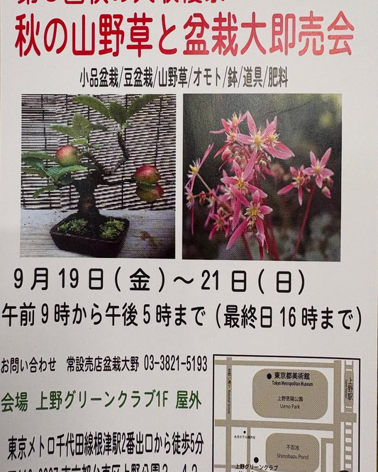 秋の山野草と小品盆栽販売会2025が9月19日開催、上野グリーンクラブで第49回東京支部展と同時開催