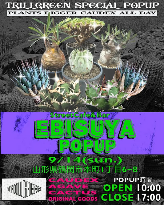TRILLGREEN SPECIAL POPUPが山形県鶴岡市で開催、国登録有形文化財での植物イベント