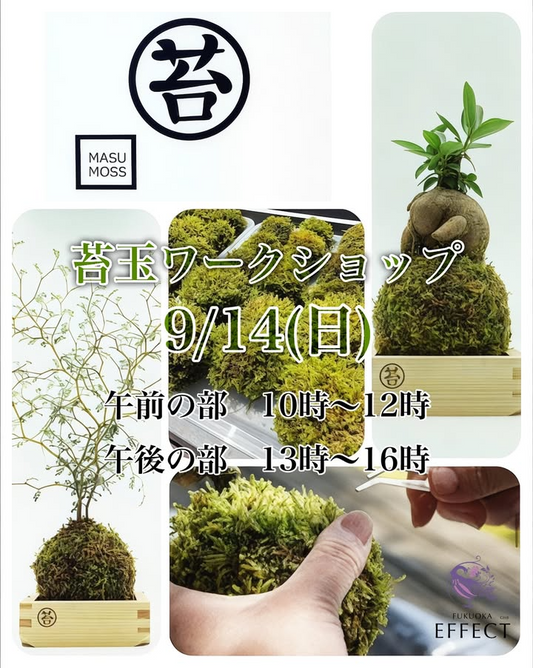 グリーンズグリーンが苔玉ワークショップを開催、FUKUOKA EFFECTで全5回の体験講座が福岡の植物ファンに