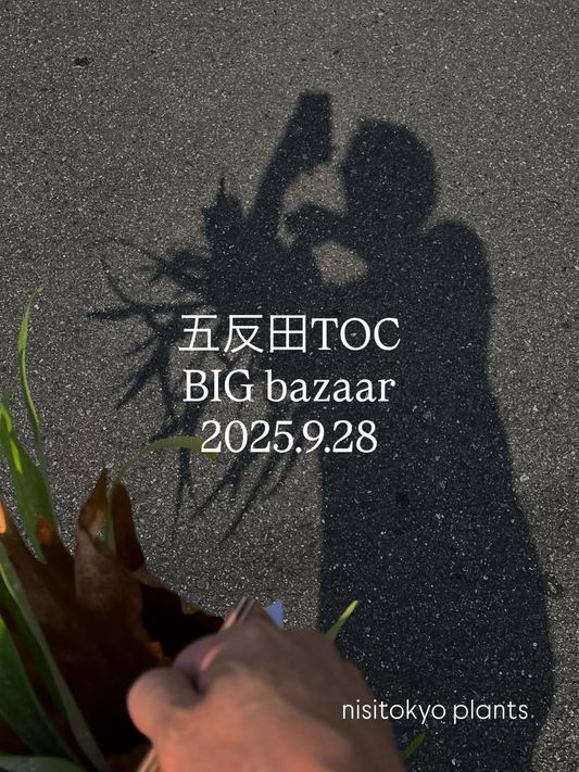 サボテン・多肉植物BIGBAZAAR2025が東京五反田で9月28日開催、20年以上続く珍しい多肉植物・サボテンの展示販売
