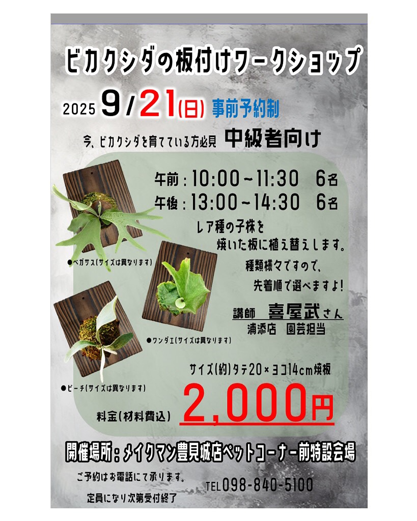 メイクマン豊見城店がビカクシダの板付けワークショップ2025を開催、レア種子株を焼板に植え替える少人数講習を実施
