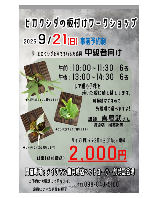メイクマン豊見城店がビカクシダの板付けワークショップ2025を開催、レア種子株を焼板に植え替える少人数講習を実施
